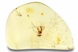 Polished Colombian Copal ( g) with Detailed Fly Fossil #264299-1